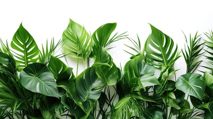 Fototapeta premium a tropical indoor garden, a green leaves arrangement from tropical plants in a minimalist modern style, isolated on a pristine white background for a clean and contemporary aesthetic.