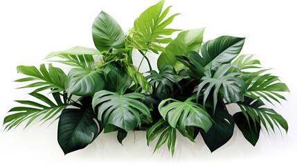 a tropical indoor garden, a green leaves arrangement from tropical plants in a minimalist modern style, isolated on a pristine white background for a clean and contemporary aesthetic.