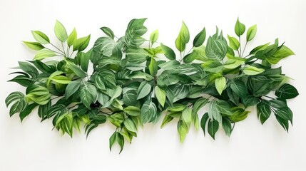 a tropical indoor garden, a green leaves arrangement from tropical plants in a minimalist modern style, isolated on a pristine white background for a clean and contemporary aesthetic.