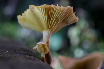 mushrooms in the forest