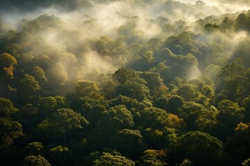 Fototapeta na wymiar Aerial shot of a dense forest canopy drenched in soft morning light