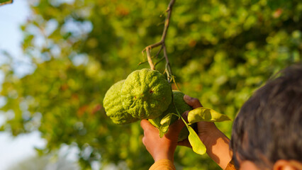 Little children hands holding a bunch of green lime or lemon. Fresh raw lemons hanging on the tree....