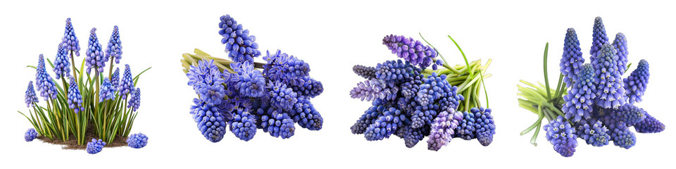 Muscari Flower Pile Of Heap Of Piled Up Together  Hyperrealistic Highly Detailed Isolated On Transparent Background Png File - obrazy, fototapety, plakaty