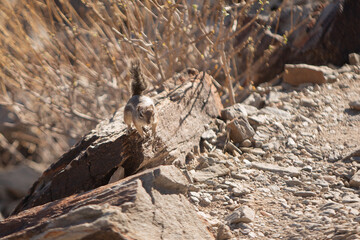 Harris' Antelope Ground Squirrel (Ammospermophilus harrisii), Arizona