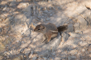 Harris' Antelope Ground Squirrel (Ammospermophilus harrisii), Arizona