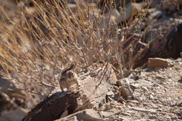 Harris' Antelope Ground Squirrel (Ammospermophilus harrisii), Arizona - 708637242