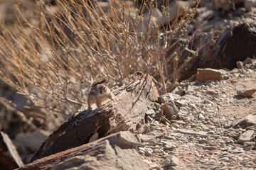 Harris' Antelope Ground Squirrel (Ammospermophilus harrisii), Arizona
