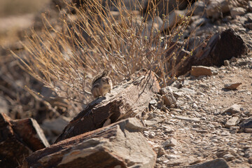 Harris' Antelope Ground Squirrel (Ammospermophilus harrisii), Arizona - 708637266