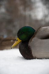 Naklejka na ściany i meble duck in the snow close up