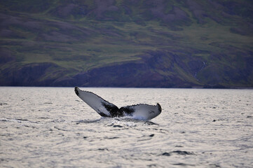 Fototapeta premium Whale diving in the artic sea near Húsavík and its glaciers