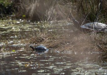 Eastern Painted Turtle