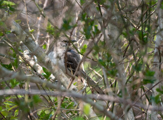Northern Mockingbird