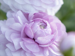 ranunculus lavender macro bud