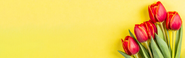 Bunte Tulpen vor farbigem Hintergrund mit Textfreiraum  - obrazy, fototapety, plakaty