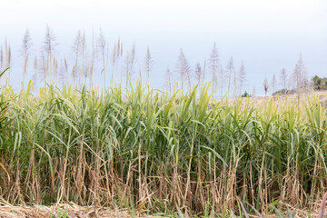 Photo of sugar cane plantation