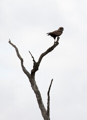 Photo of a brown snake eagle on a tree