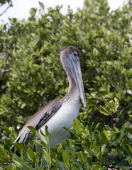 A photo of brown pelican bird