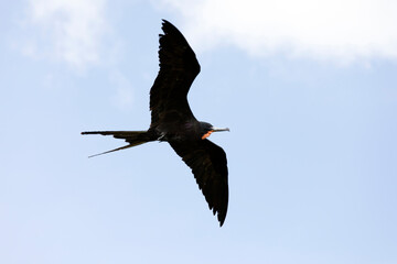 A photo of a magnificent frigatebird