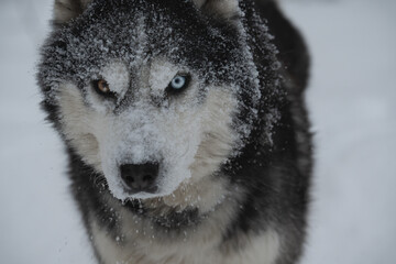 Muzzle in the snow of a husky dog ​​with multi-colored eyes, close-up photo.