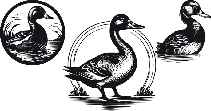 Duck silhouette. goose silhouettes, great set collection clip art Silhouette, Black vintage vector illustration on white background.