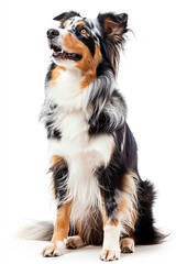 Australian Shepherd dog isolated on white background