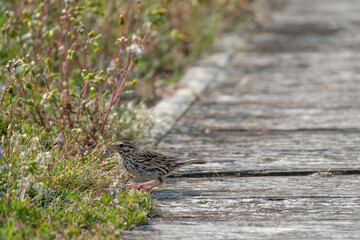 Savannah Sparrow