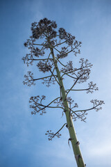 Agave flower silhouette - 708643208