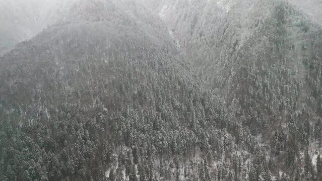 Aerial view of pine and fir trees forest in the winter season with snowflakes slowly falling from the sky	