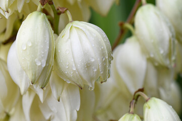 fiori di yucca
