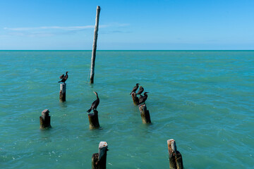 Black birds on pillars at sea, Holbox, Mexico