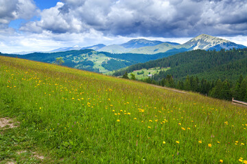 Fototapeta na wymiar Bright green mountain meadow with yellow flowers, view on the mountains and dark cloudy sky. Ukraine, Carpathians.
