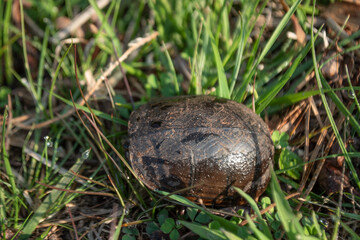 Eastern Mud Turtle