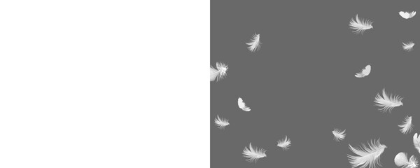 White feather on transparent background. Set feather isolated. Feather fly fall in air. Photoshop...