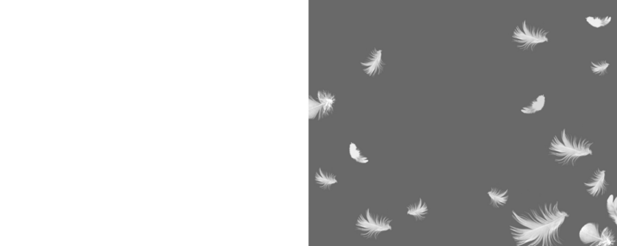 White feather on transparent background. Set feather isolated. Feather fly fall in air. Photoshop overlay, angel wing photo overlay