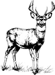 Deer in hand drawn style. 