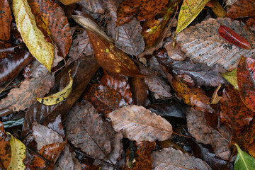Dried leaves on the wet ground in Autumn