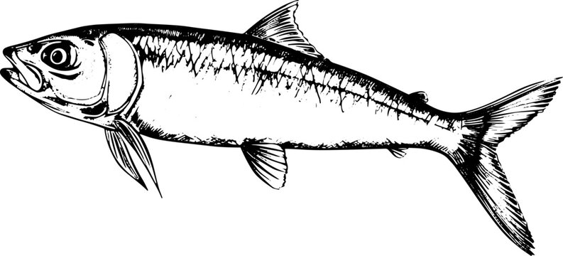 black and white fish drawing clip art preview