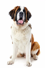 Saint Bernard dog isolated on white background