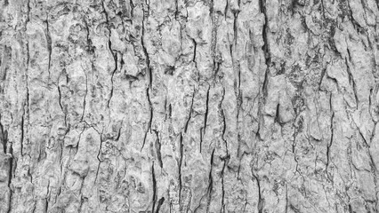 Pattern of dried light grey bark wood.Cracked wood texture big tree surface.Template for design.Abstract nature background.Beautiful pattern.Space for work.Banner.Wallpaper.Selective focus.