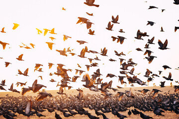 Witness the mesmerizing sight of a magnificent flock of birds soaring gracefully above the pristine sandy beach. 