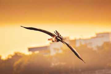 Soaring high above the city skyline, this majestic bird reminds us to always reach for the skies.