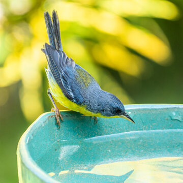 Tropical Parula (Setophaga pitiayumi) is a small New World warbler. It is a small passerine bird.	
