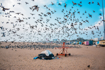Witness the breathtaking sight of a colossal flock of birds gracefully soaring over the golden...