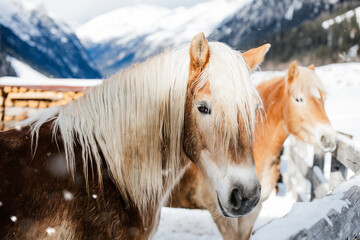 couple of beautiful haflinger horse breed in the snowy alps in winter