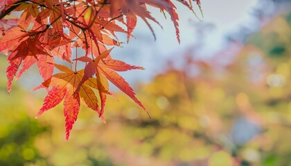 autumn leaves suitable as background or cover