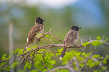 Look at these two adorable birds perched on a branch of a tree They seem to be enjoying the view.