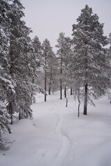 Fototapeta premium Snowy path winds through a pristine forest, dappled sunlight illuminating tall, graceful trees laden with snow. Hushed stillness, occasional crunch of snow beneathfoot, embodying a tranquil winter sce