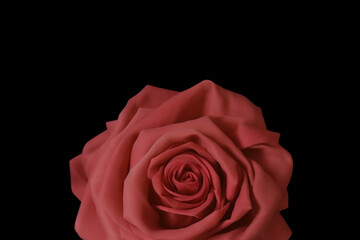 Single Red Rose on Black Background.