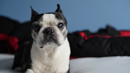Boston Terrier portrait