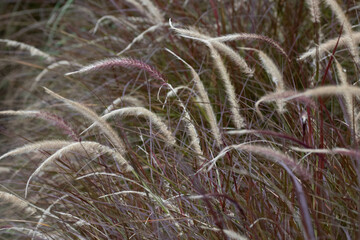 Pennisetum pedicellatum, grass flower in Autumn